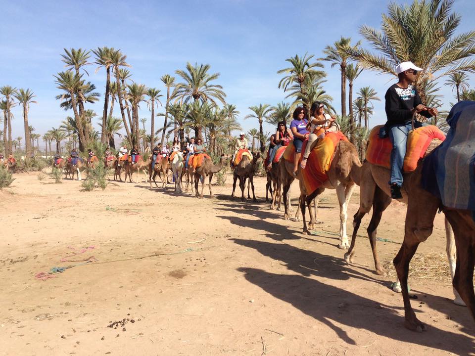 CAMEL PALM
